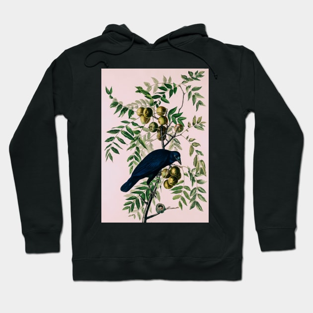 Bird of America  Bird, bird lover, america, beautiful  Public domain painting by John James Audubon Hoodie by RosMir